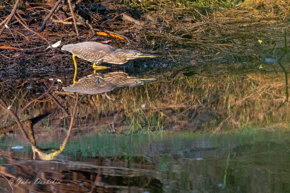 Striated Heron - ML316103611