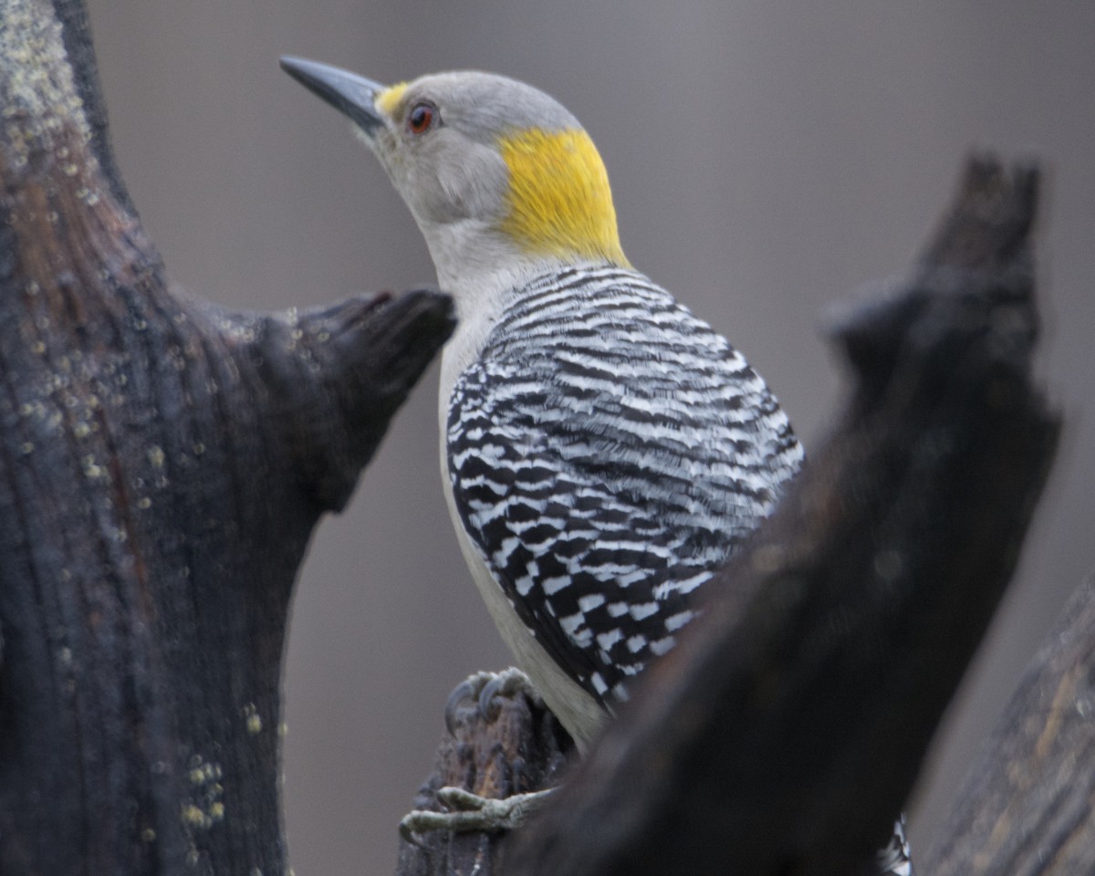 Golden-fronted Woodpecker - ML316105171
