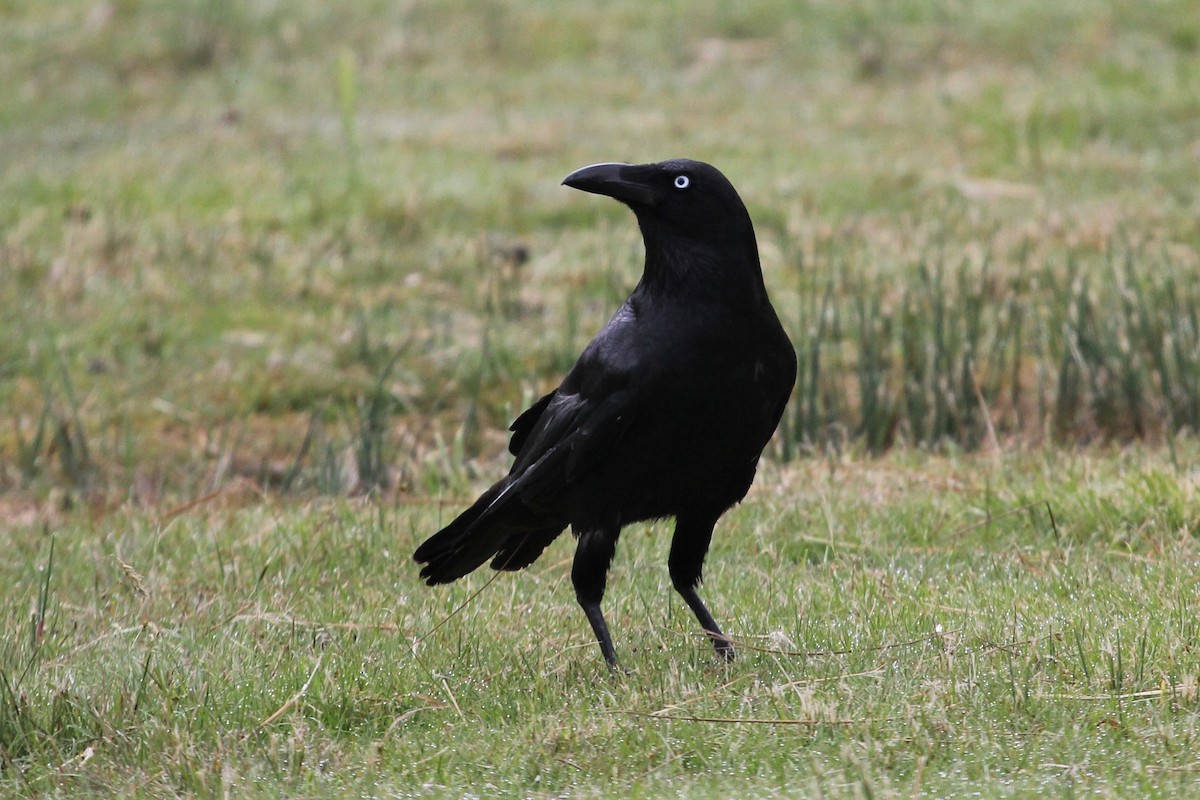 Forest Raven - ML316105251