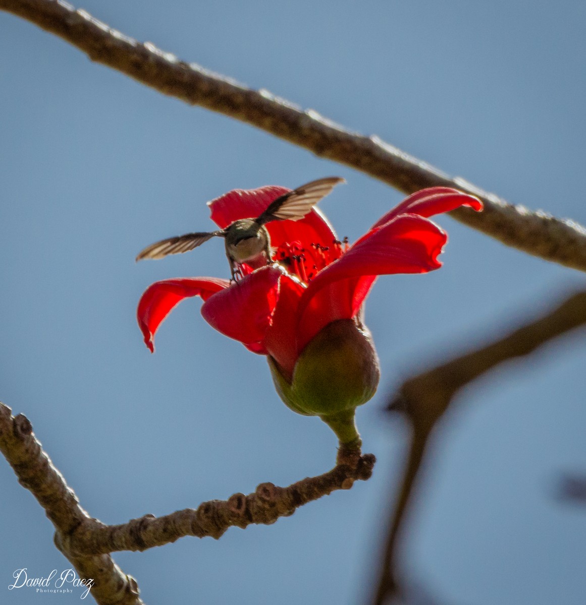 Ruby-throated Hummingbird - ML316105571