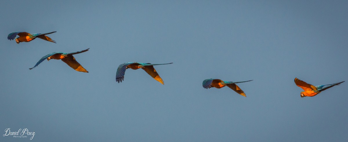 Blue-and-yellow Macaw - ML316106111
