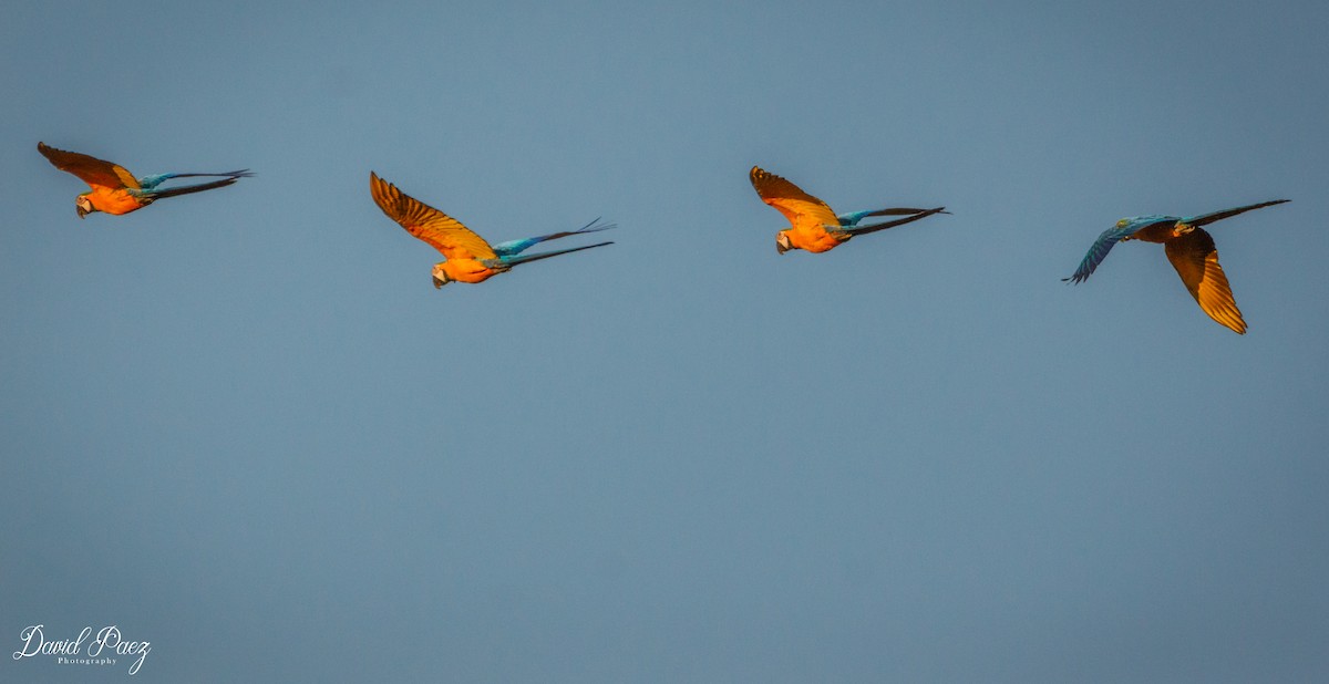 Blue-and-yellow Macaw - ML316106131
