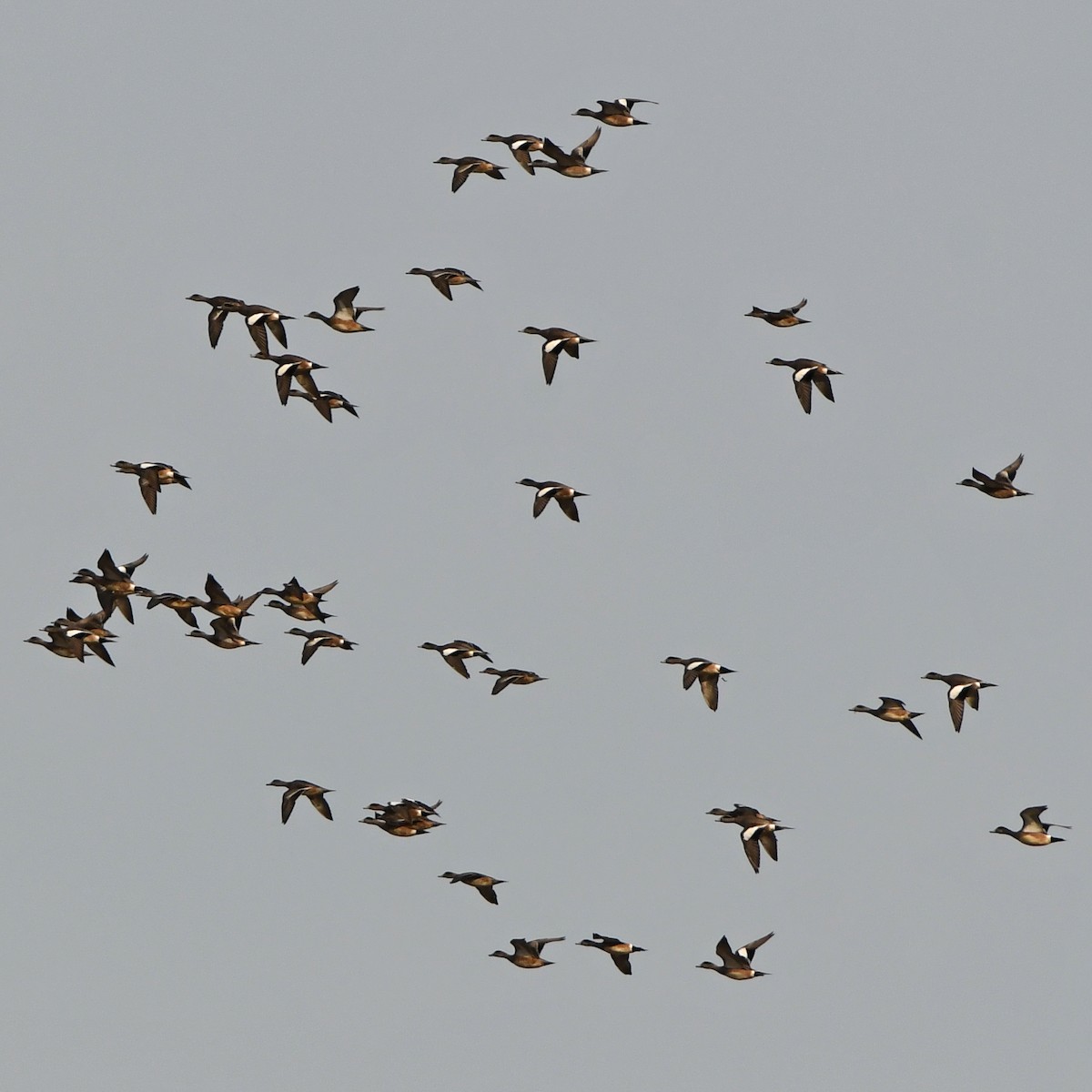 American Wigeon - Tom Frankel