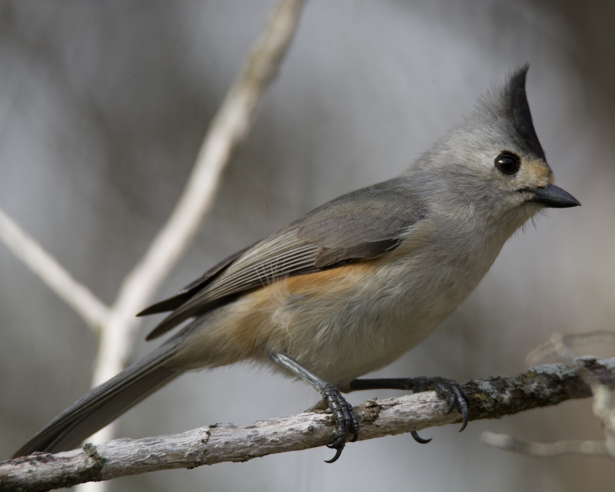 Black-crested Titmouse - Larry Waddell