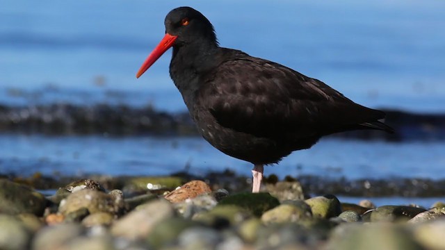 Black Oystercatcher - ML316108581