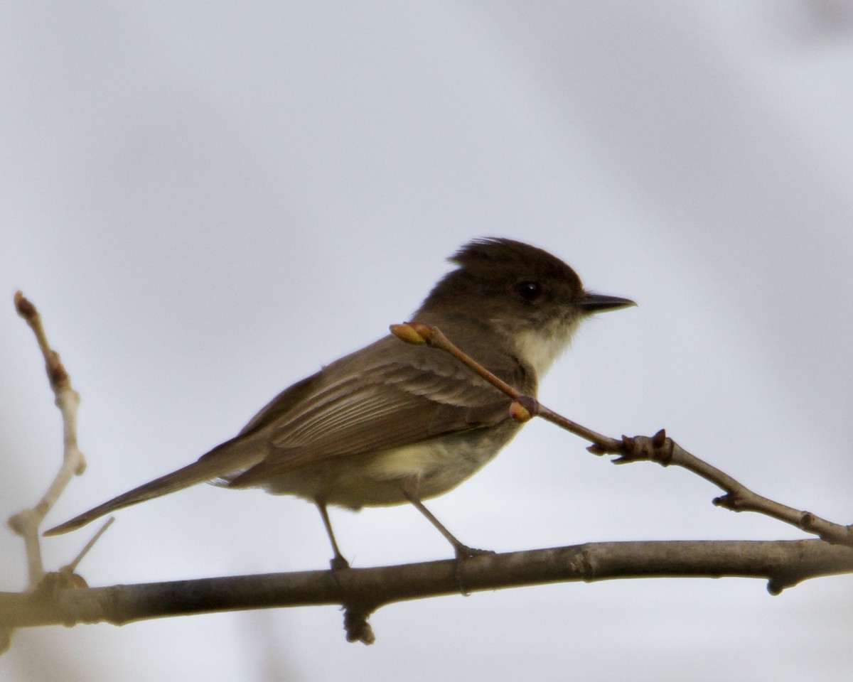 Eastern Phoebe - ML316108651