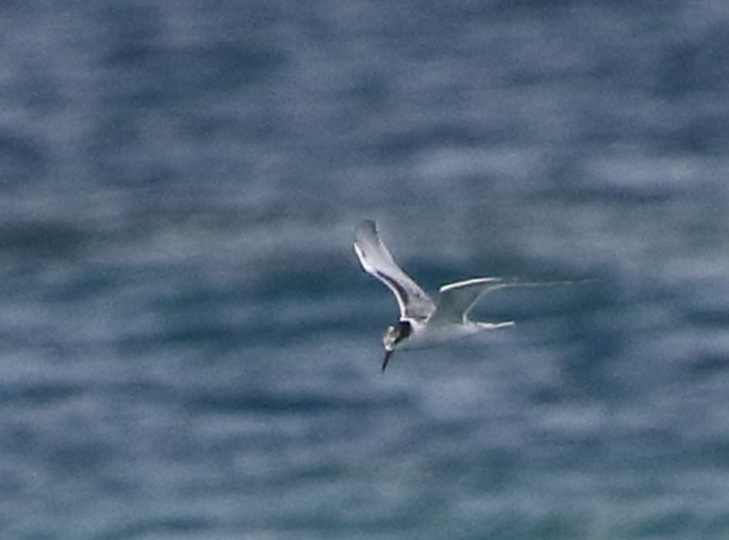 Common Tern - ML316108871