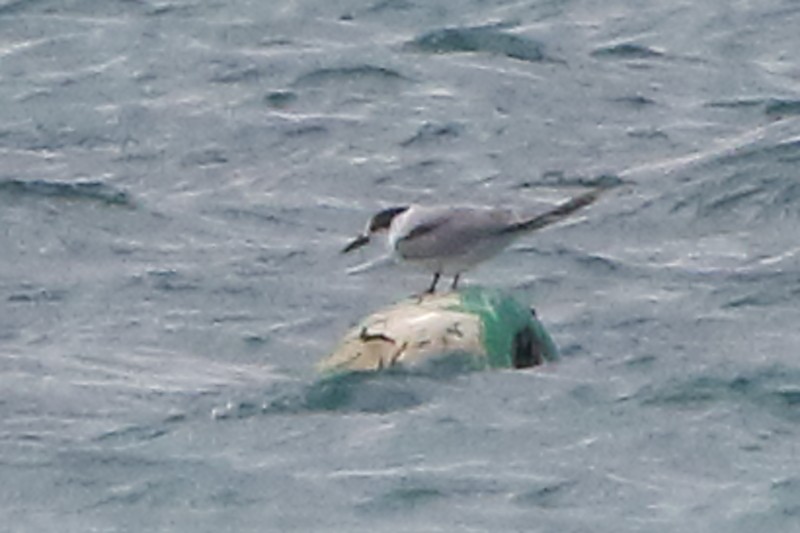 Common Tern - ML316108891