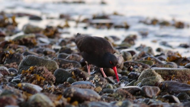 Black Oystercatcher - ML316109121