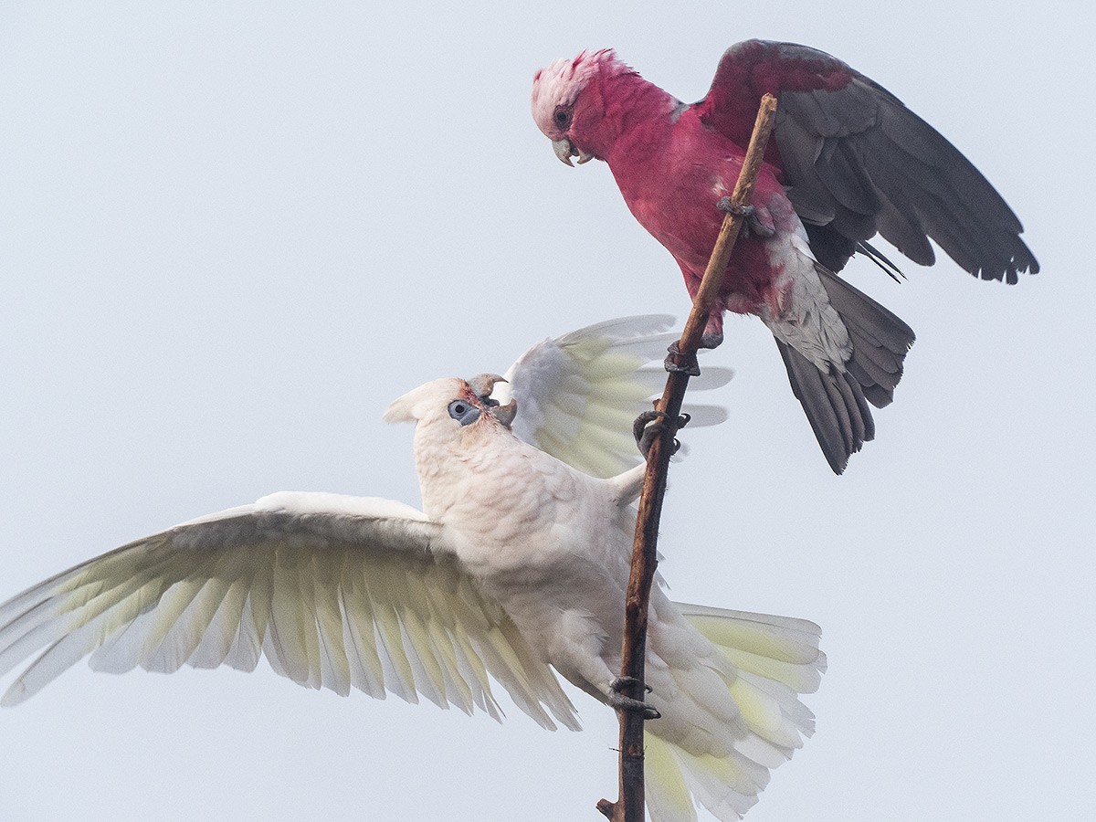 Cacatúa Galah - ML316110631