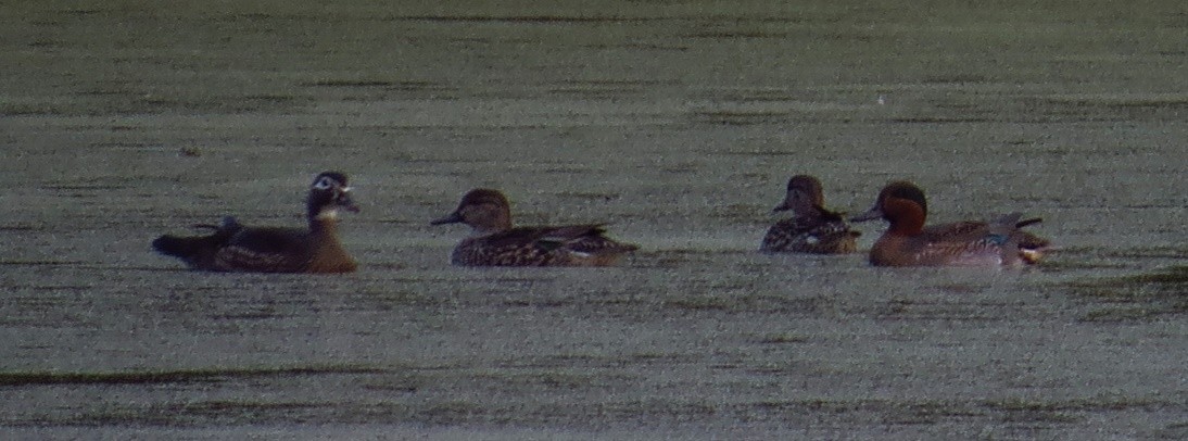 Green-winged Teal - ML316111511