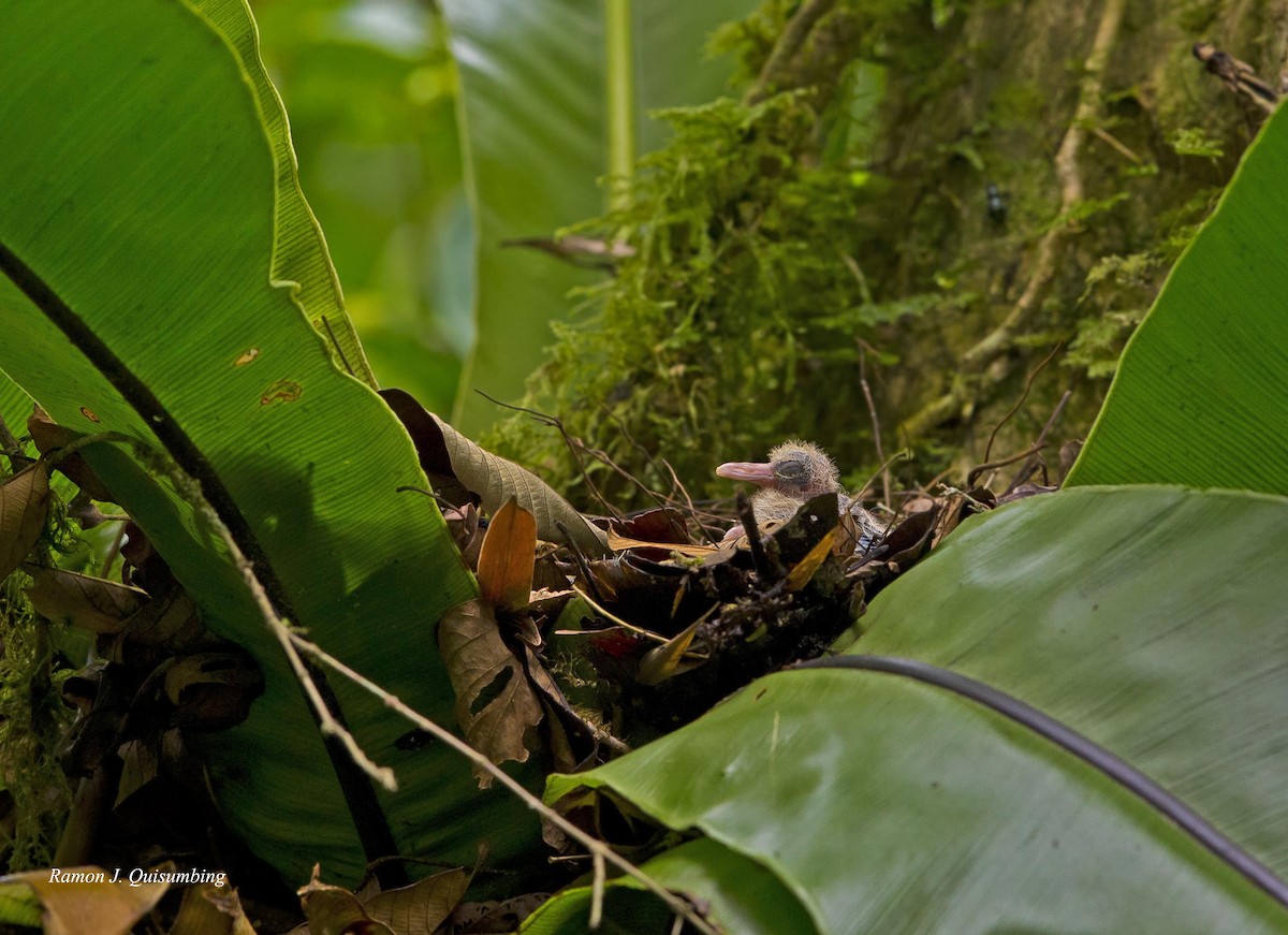 Luzon Bleeding-heart - ML316112061