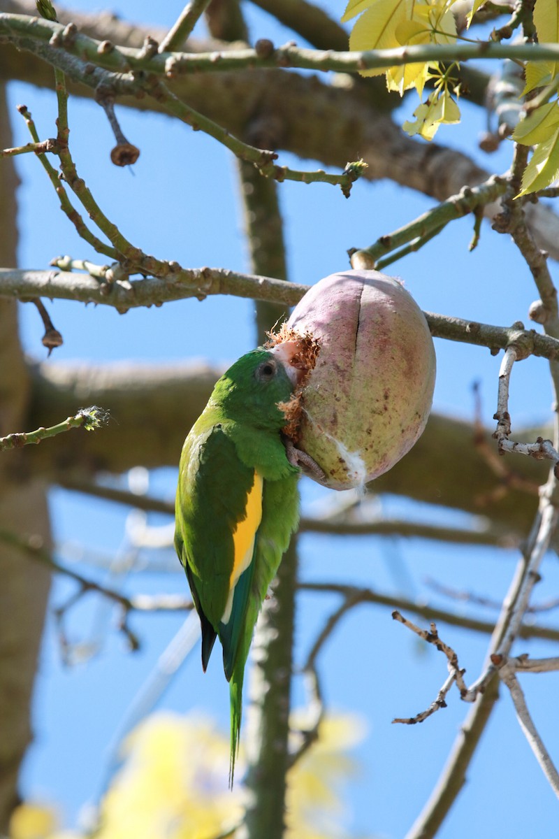 White-winged Parakeet - ML316117361