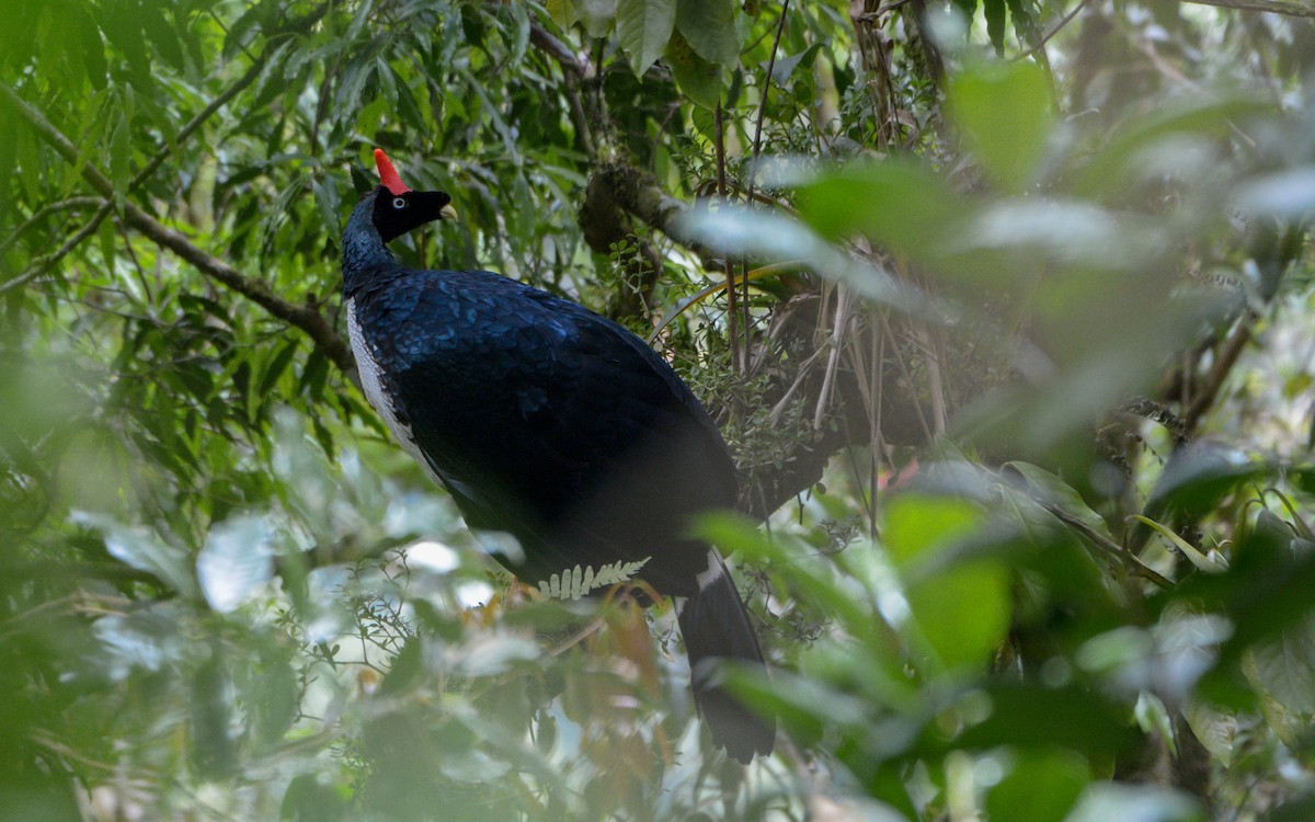 Horned Guan - Luis Trinchan