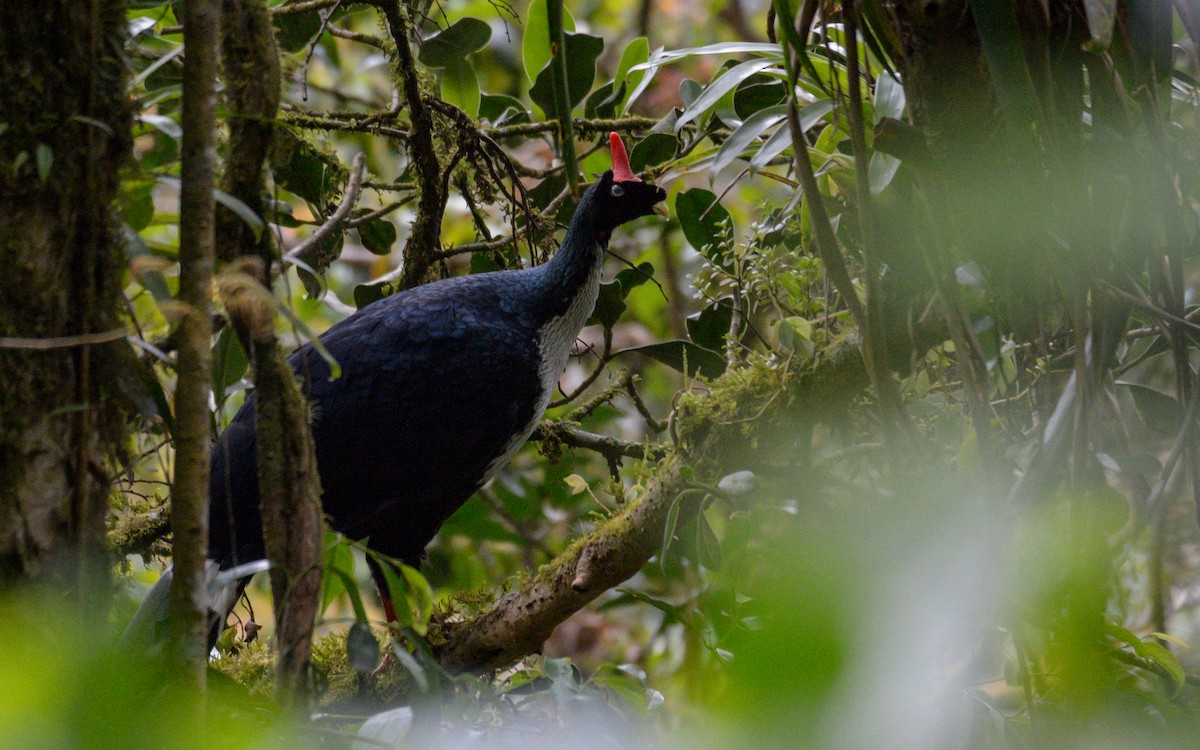 Horned Guan - Luis Trinchan