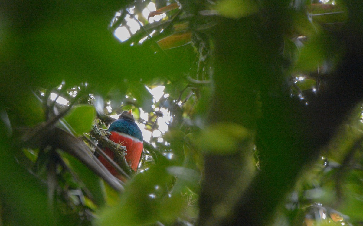 Mountain Trogon - Luis Trinchan