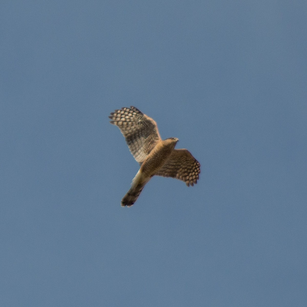 Cooper's Hawk - ML316117971