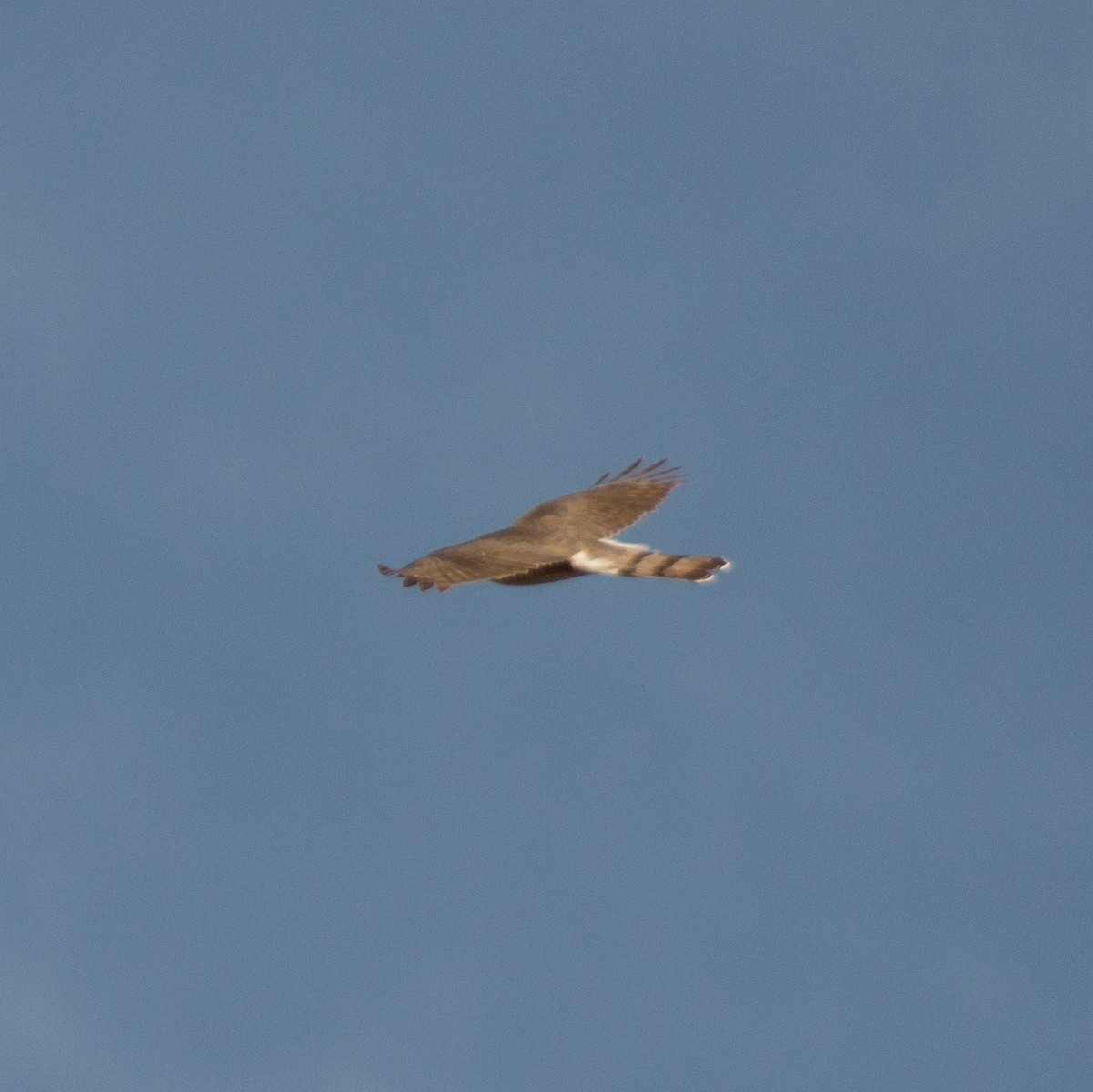 Cooper's Hawk - ML316117981