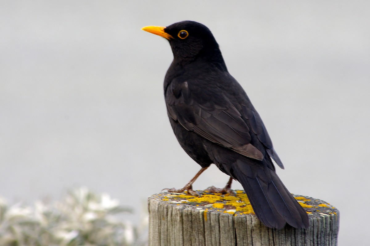 Eurasian Blackbird - ML316118201