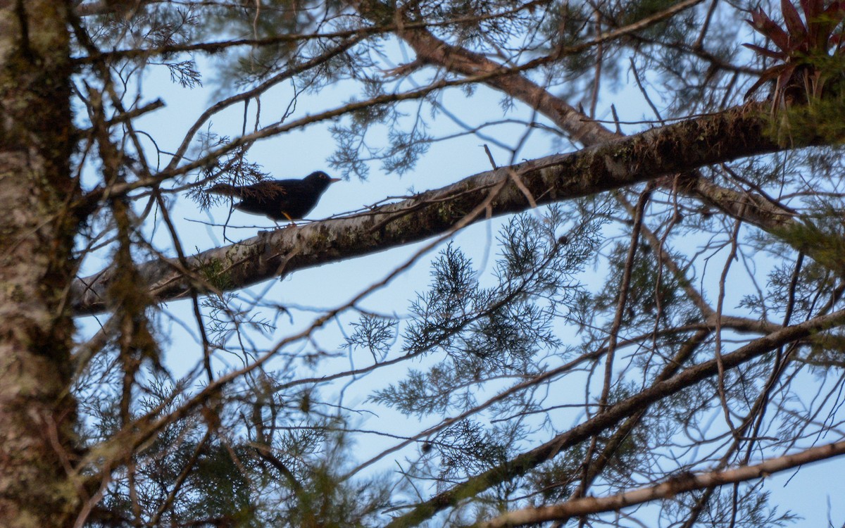 Black Thrush - Luis Trinchan