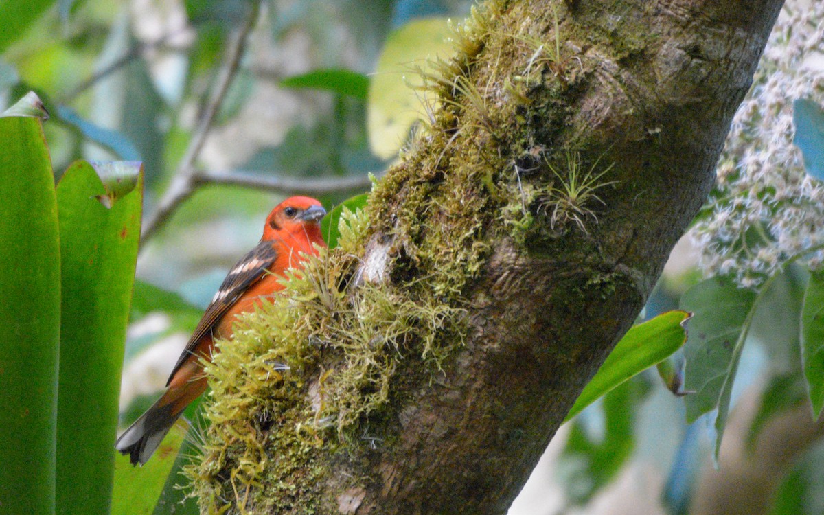 Flame-colored Tanager - ML316118401