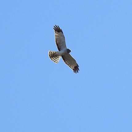 Northern Harrier - ML316118571