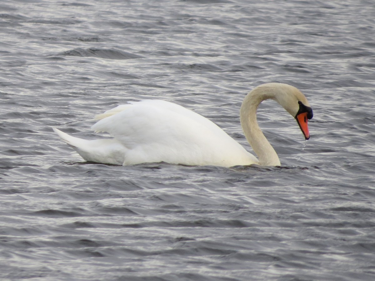 Cygne tuberculé - ML316120401