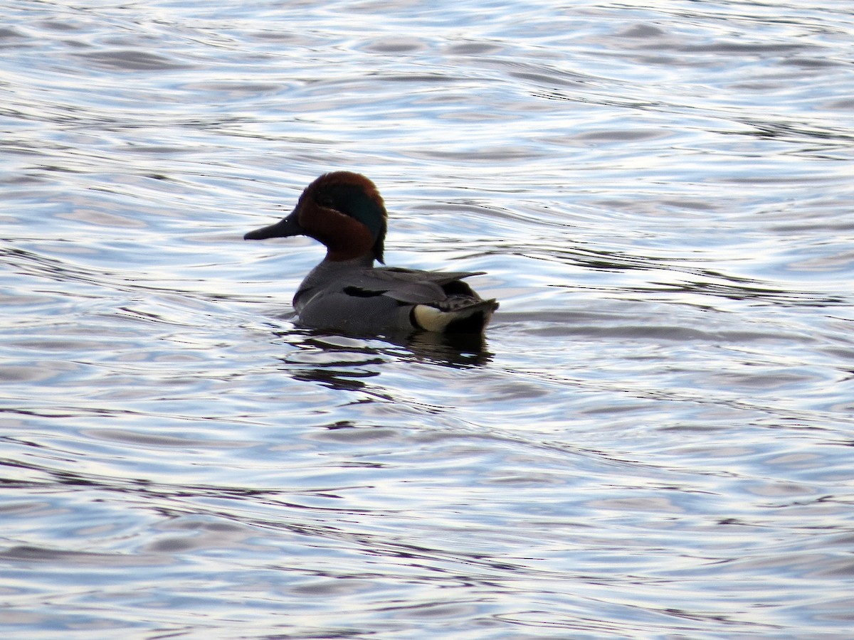 Green-winged Teal - ML316120601