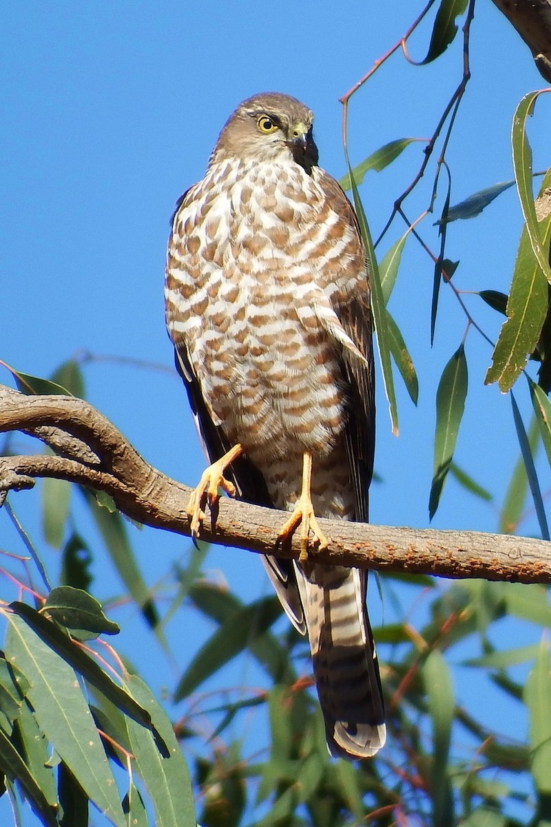 Collared Sparrowhawk - BirdLife Murray Goulburn