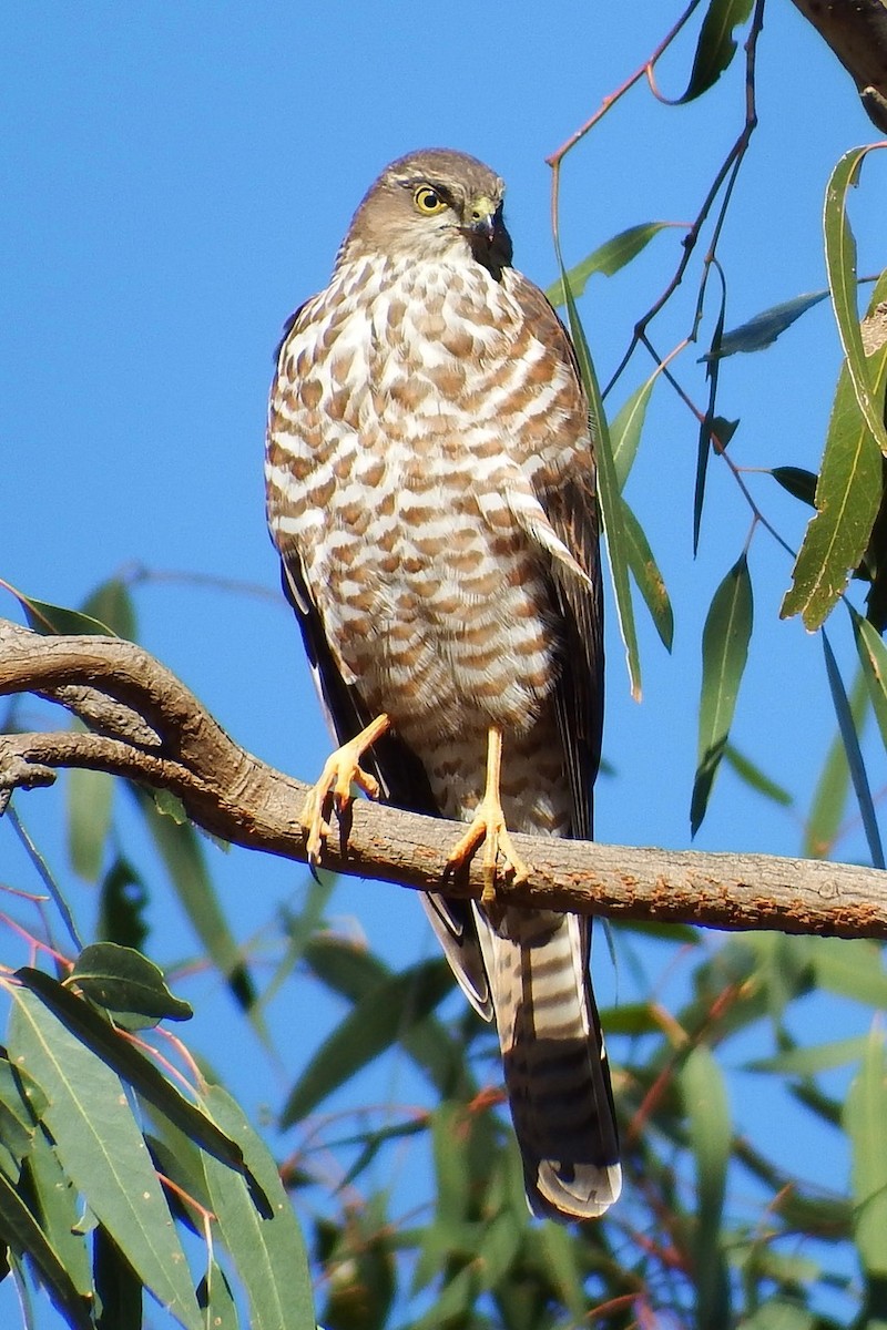 Collared Sparrowhawk - ML316122061