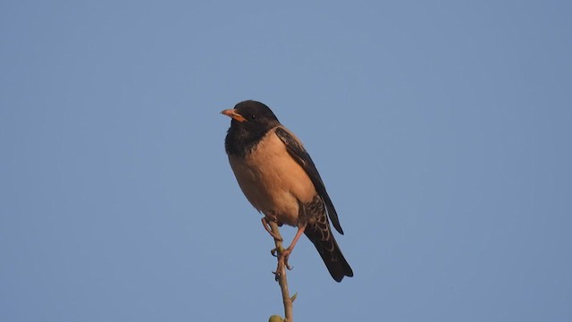Rosy Starling - ML316122111