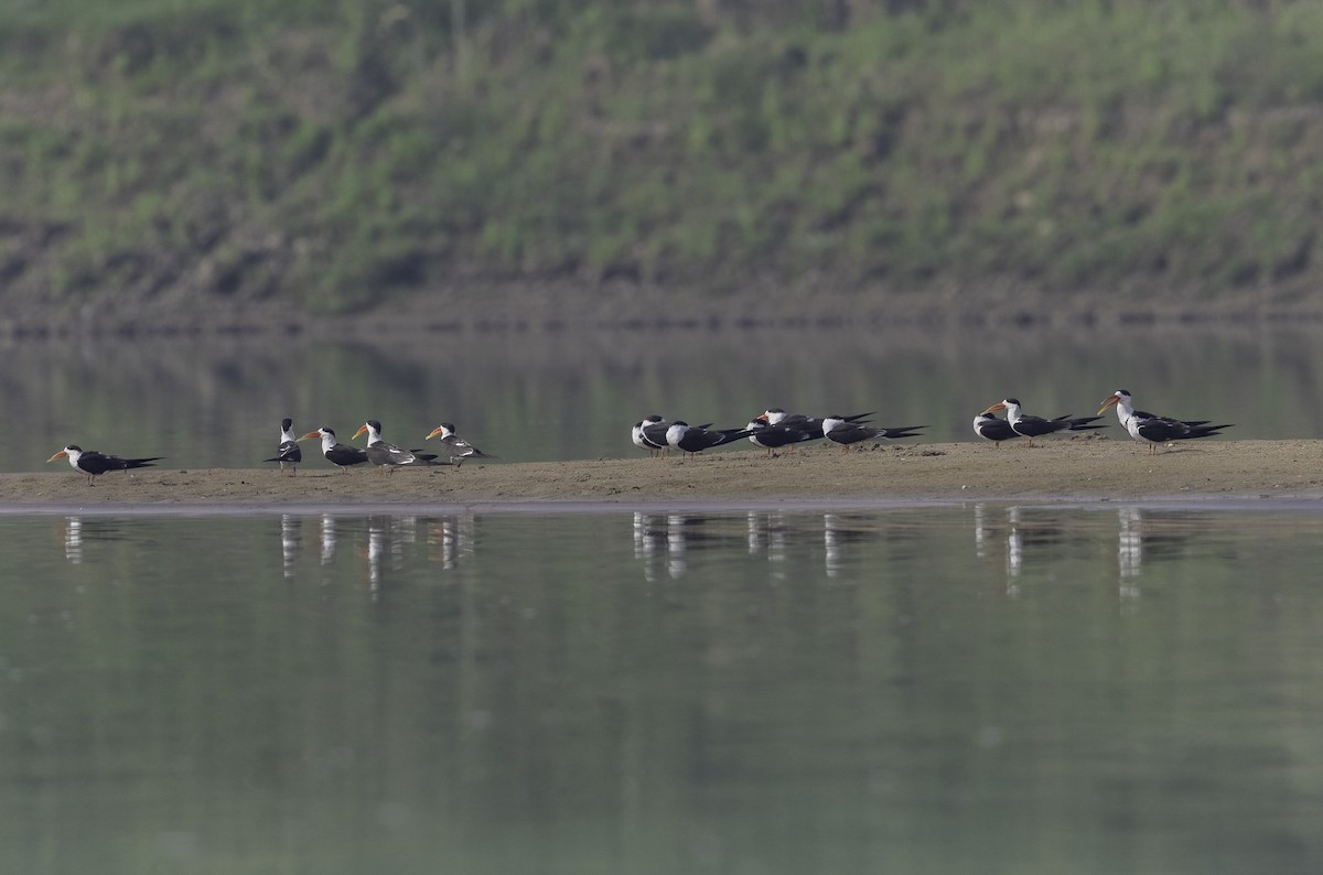 Indian Skimmer - ML316123641