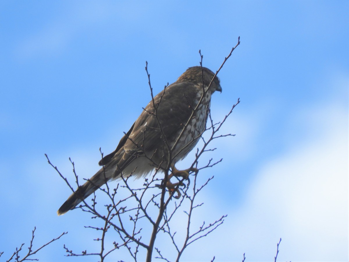 Cooper's Hawk - Cliff Cordy