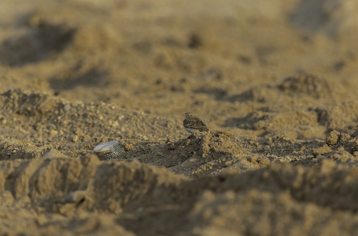 Sand Lark - ML316123971