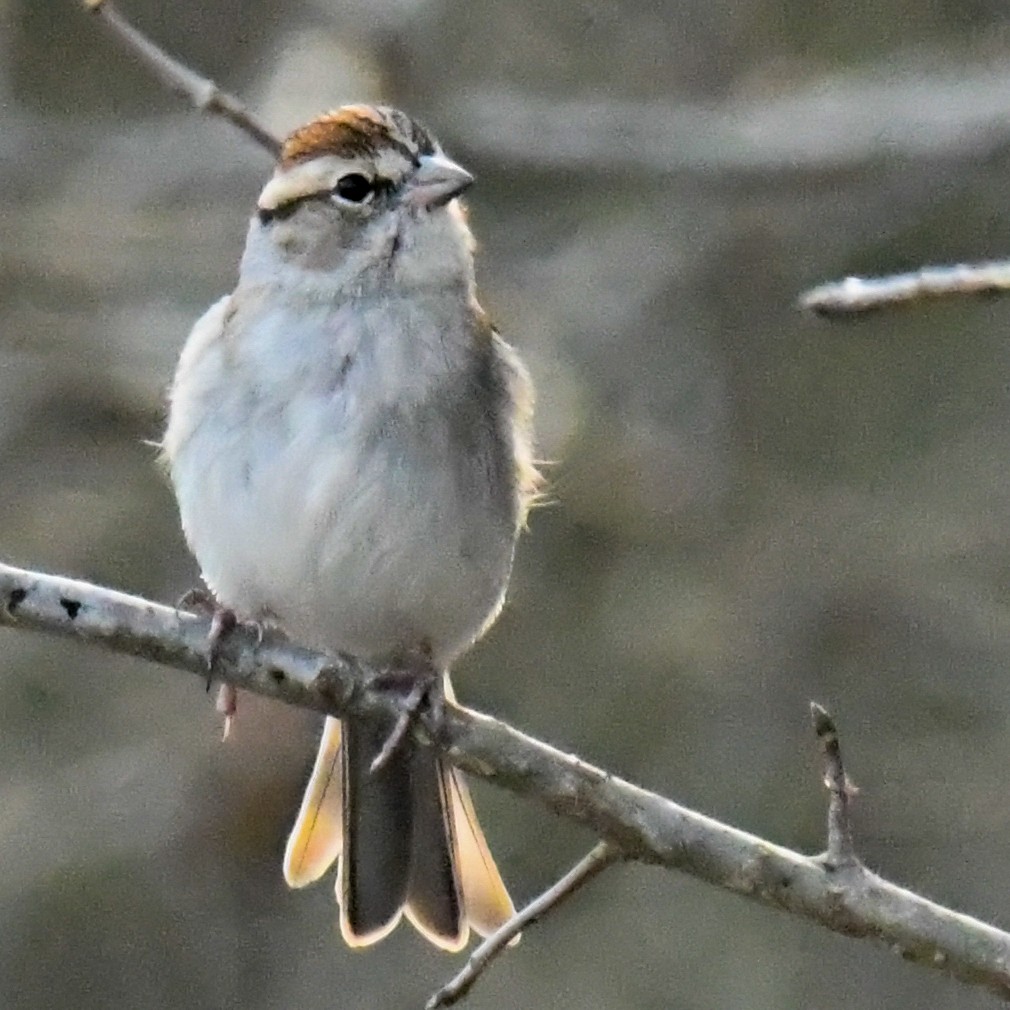 Chipping Sparrow - ML316125151