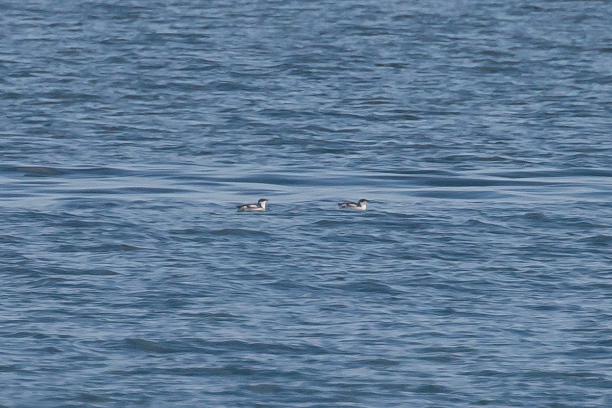 Marbled Murrelet - ML316127811