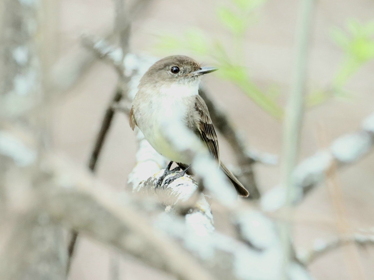 Eastern Phoebe - ML316129331