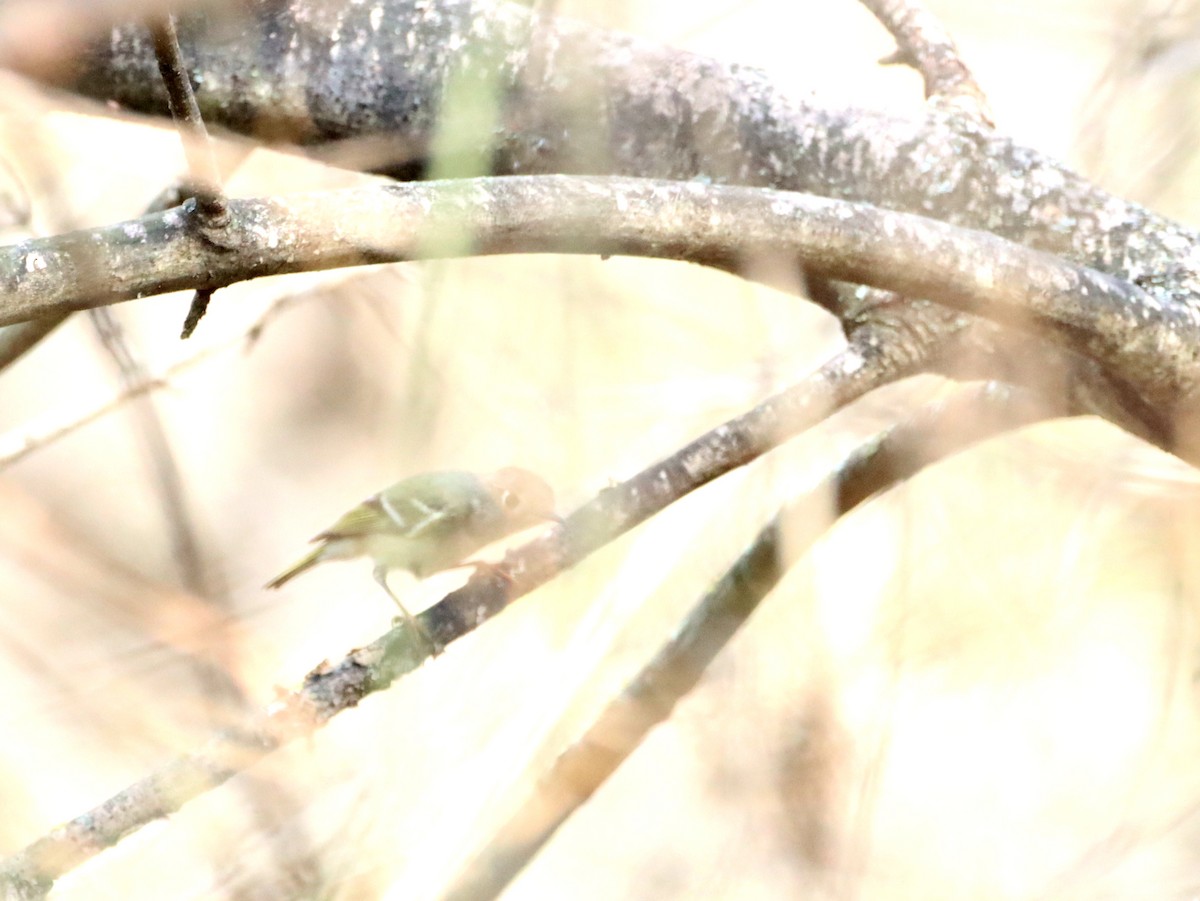 Hutton's Vireo - ML316129561