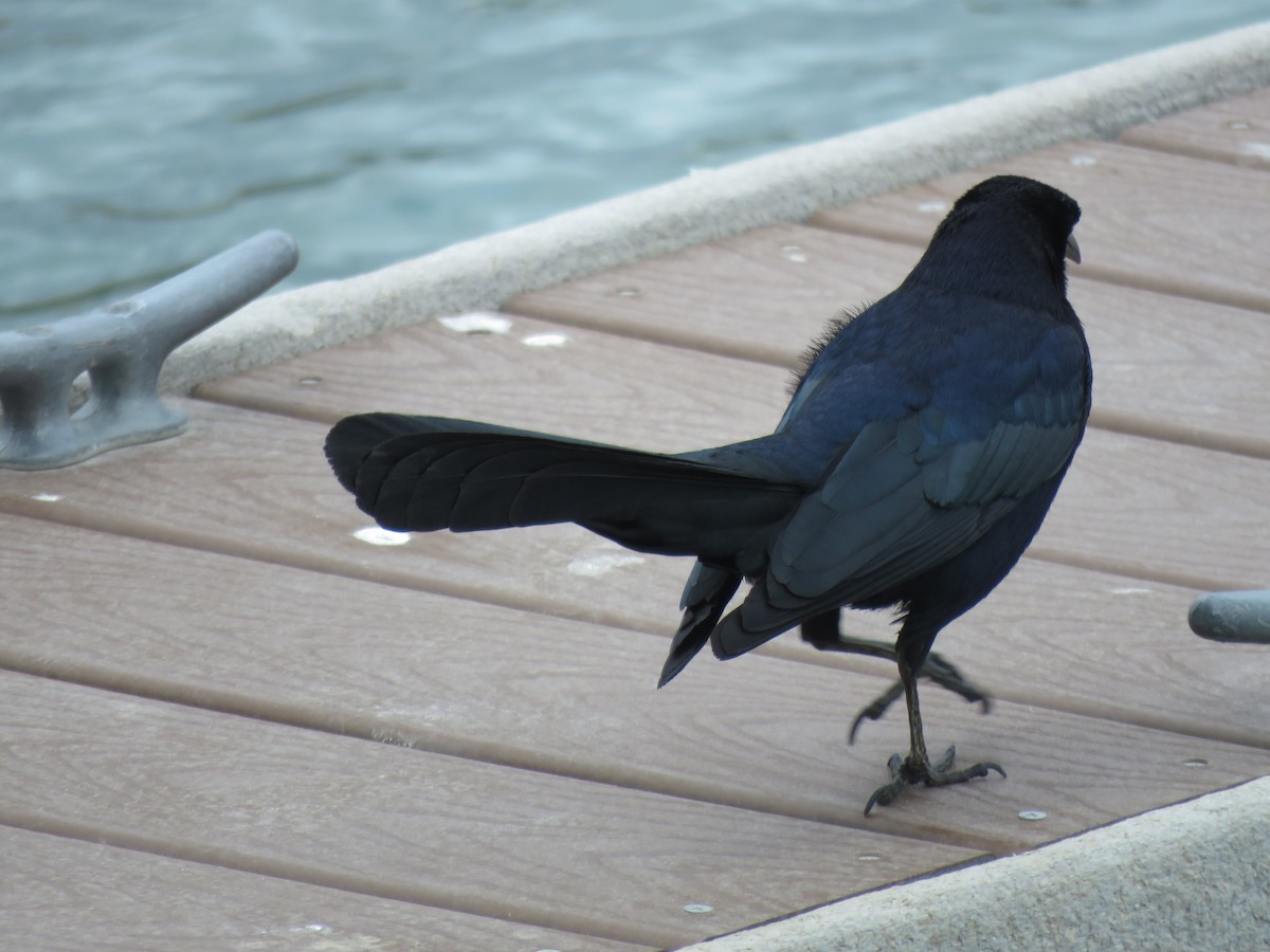 Great-tailed Grackle - ML316129901