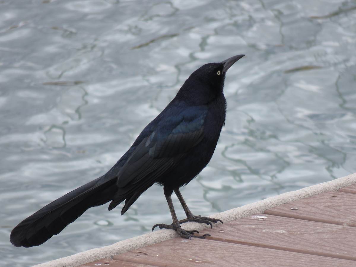Great-tailed Grackle - ML316129941