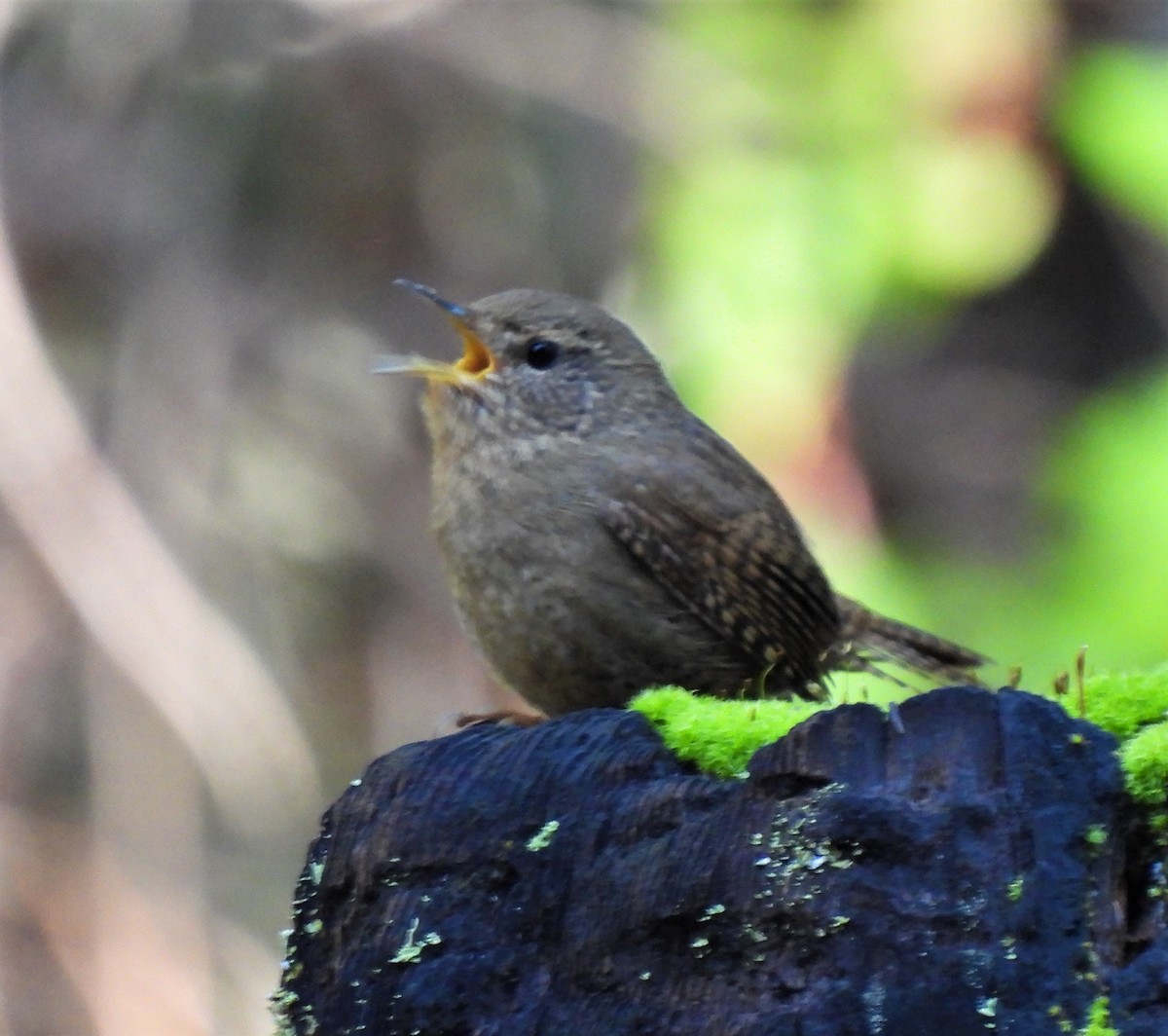 Pacific Wren - Rick Bennett