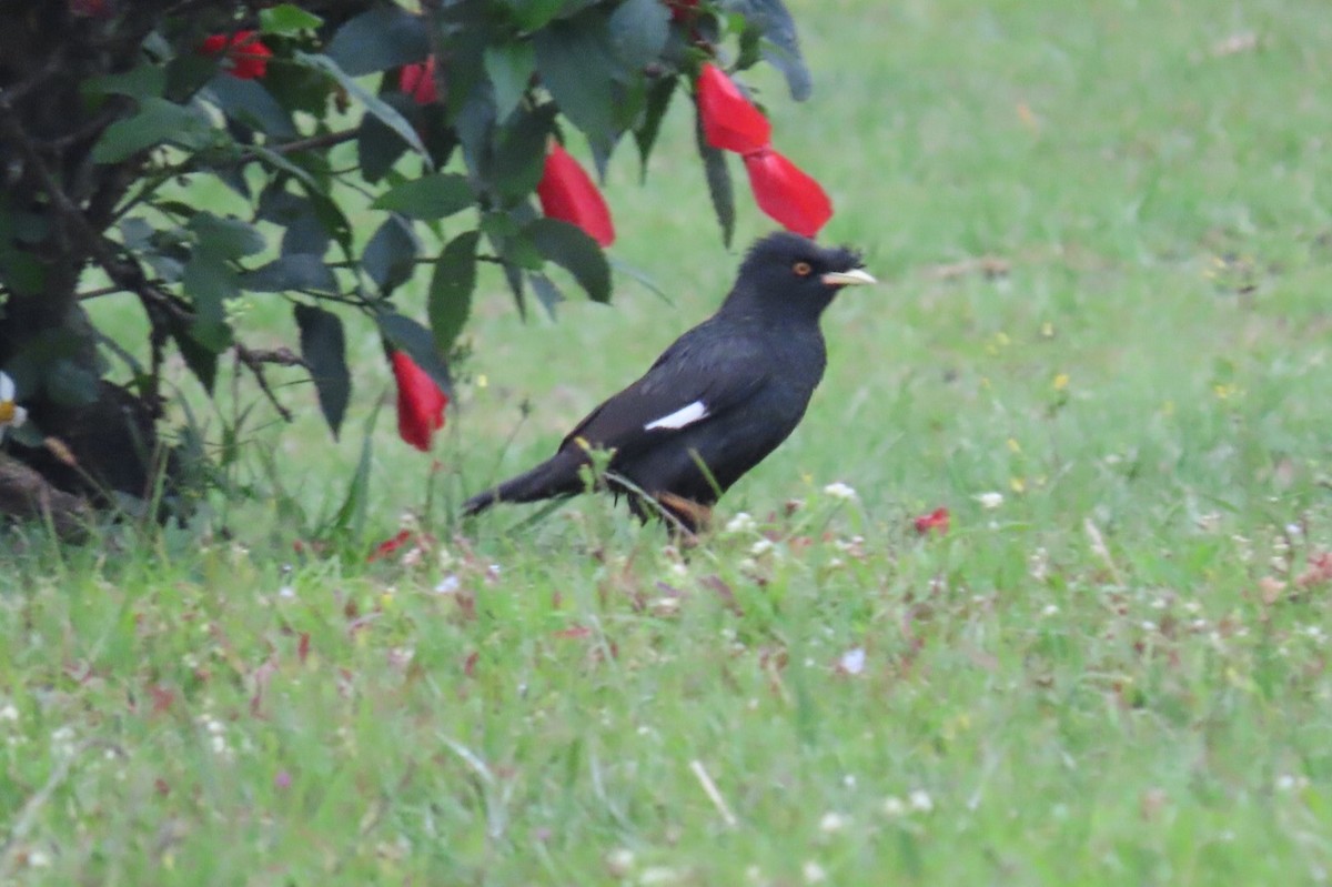 Crested Myna - ML316134921