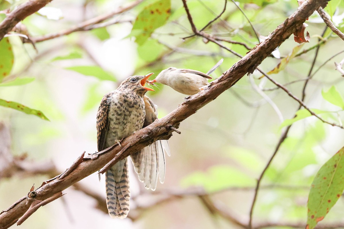 Brush Cuckoo (Australasian) - ML316135691