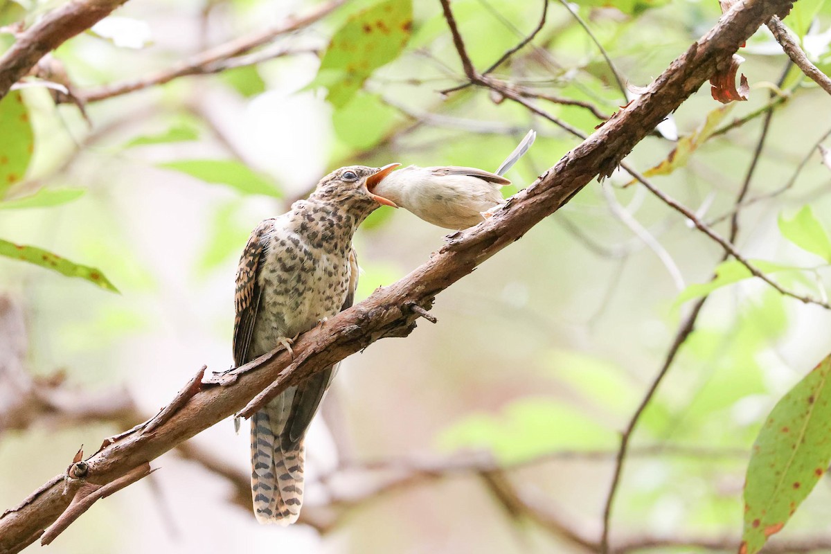 Brush Cuckoo (Australasian) - ML316135731