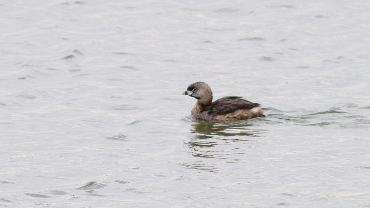 Pied-billed Grebe - Rodney Baker