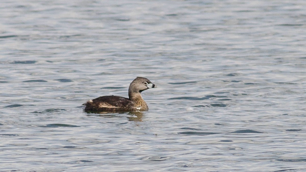 Pied-billed Grebe - Rodney Baker