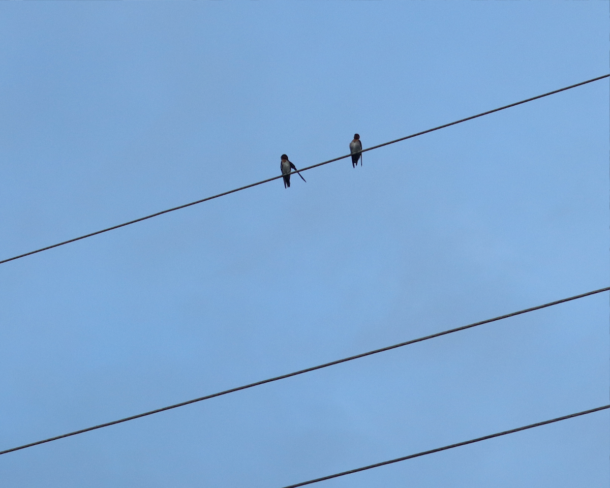 Pacific Swallow - ML316137001