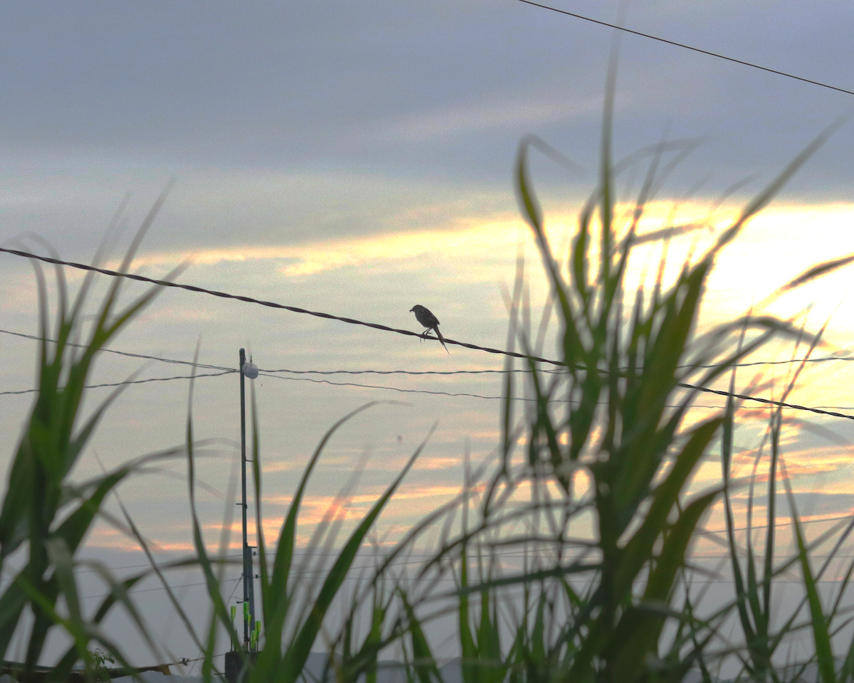 Striated Grassbird - Jim Bagano