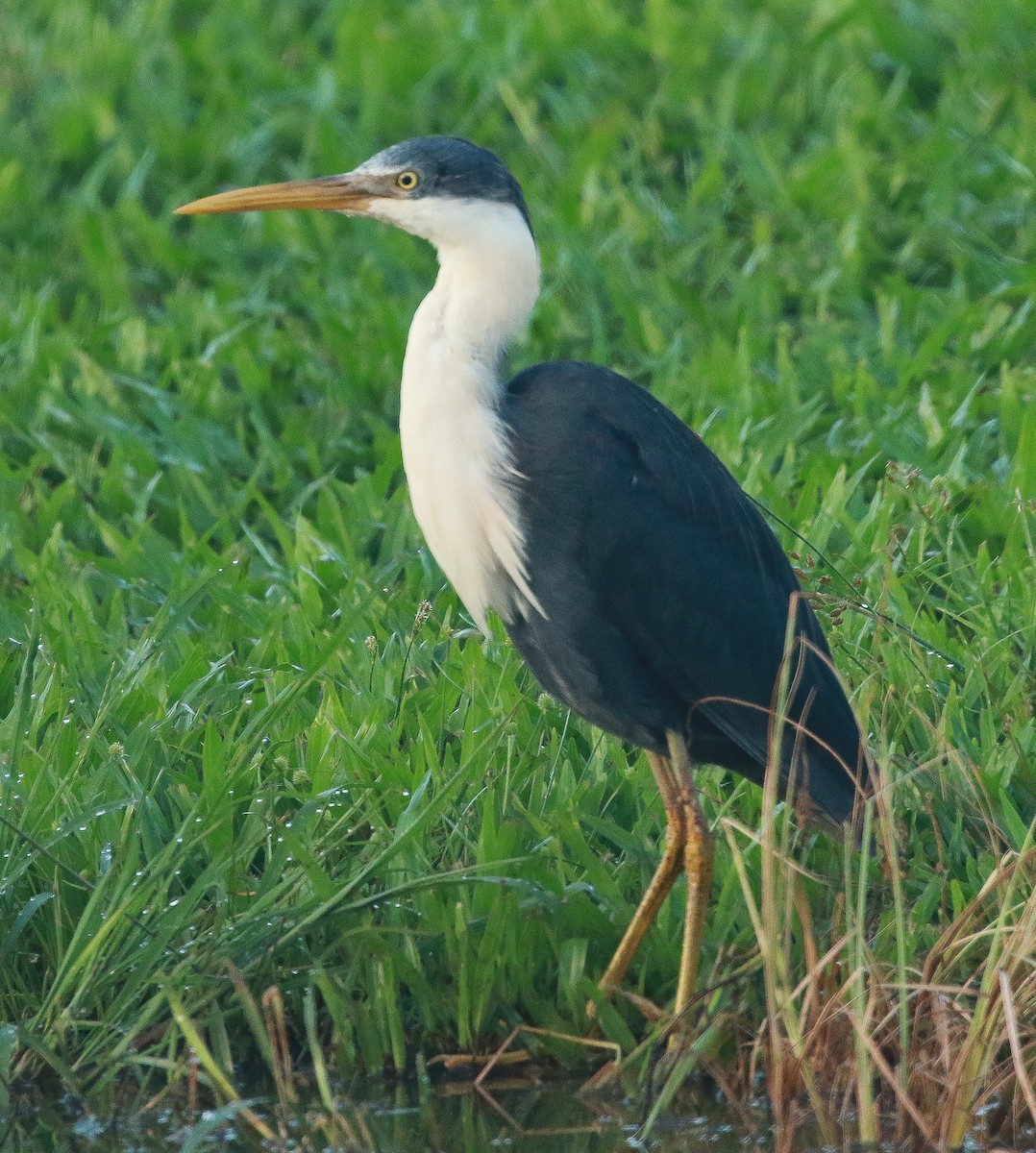 Pied Heron - ML316137891