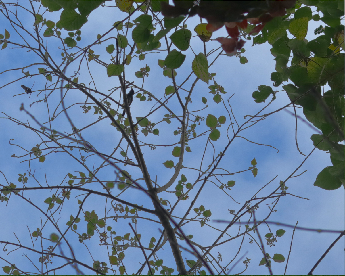 Asian Glossy Starling - ML316137971